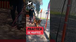 Shorts Pastores Alemanes de Trabajo Entrenamiento en Coto de Lobos [upl. by Thomey]