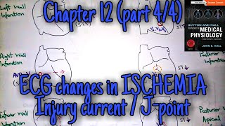 ECG changes in ischemiainfarction chapter 12 part 44  Guyton and Hall text book of physiology [upl. by Lamphere]