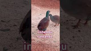 inhambu cantando aves shorts birds [upl. by Mojgan]