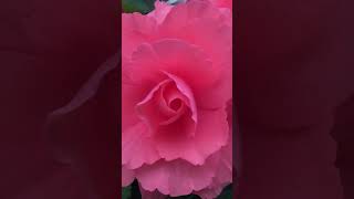 Beautiful Tuberous Begonia Click Like [upl. by Furgeson675]