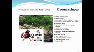 Tuto jardin Cleome spinosa fiche technique plante annuelle [upl. by Tove]