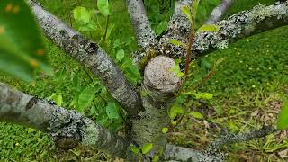 Heavy Cuts Followup on pruning the pear [upl. by Nnaeirual402]