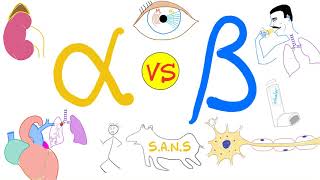 Alpha vs Beta Adrenergic Receptors  Autonomic Nervous System  Physiology and Pharmacology [upl. by Angil]