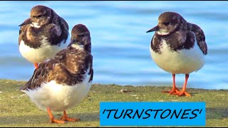 Little Shore Birds on the Promenade These Are Called Turnstones  Seashore Wildlife [upl. by Sidnal]