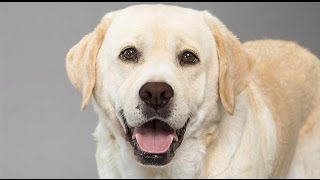 Dogs barking sounds angry  Funny Dog Barking Videos Compilation [upl. by Maxentia]