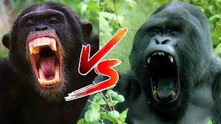 CHIMPANZEE vs GORILLA in Real Life who would win [upl. by Kingdon637]