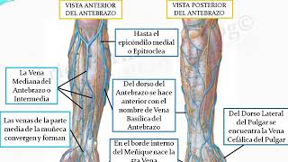 Venas del Miembro Superior Sistema Venoso Superficial [upl. by Ellered]