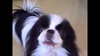 Talking Chin Dog Gracie Says Incredible quotI LOVE YOUquot  Sounds Human [upl. by Leoine740]