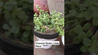 Crassula ovata Jade Plant [upl. by Ailaro409]