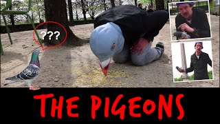 THE PIGEONS   TOOPET [upl. by Swann]