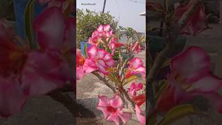 A beautiful plant but poisonous Desert Rose [upl. by Demakis]