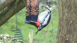 les oiseaux du jardin [upl. by Gleeson]