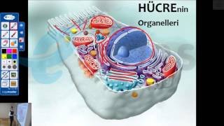 nettekurscom Online DUS Kursu Fizyoloji Dersleri1  Hücre Fizyolojisi  Uzaktan Eğitim Dershanesi [upl. by Meean478]