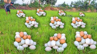 OH W0W WOW Collect as many eggs as possible on the grass handpicked by the best fishermen [upl. by Aggy877]