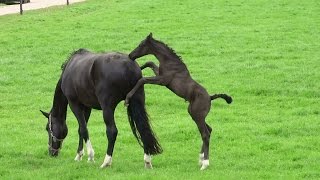 Amsterdam Surroundings Foal running around in the meadow [upl. by Nivrag]