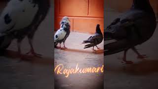 💕KeleKelerajakumari💕NewBlack ❤️ love pigeon kannadalyrics lyrics [upl. by Keligot128]