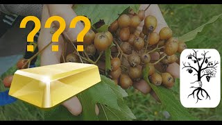 Die Elsbeere  wertvoll wie Gold Sorbus torminalis [upl. by Norda]