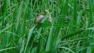 Rousserolle verderolle  Acrocephalus palustris [upl. by Gere730]