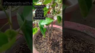 Repotting hybrid hibiscus with soilless mix🌺❤ garden nature flowers shorts youtubeshorts life [upl. by Nemlaz]