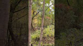 More tree cutting  Deer River Camp [upl. by Ainesell]