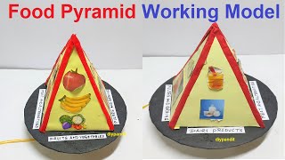 food pyramid working model science project exhibition  biology project  DIY pandit [upl. by Fowle765]