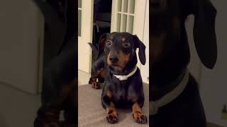 Ottone che cerca attenzioni per giocare 😂 ottone bassotto dachshund doxie [upl. by Derek]