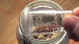 Rehousing Chilobrachys huahini  Asian Fawn [upl. by Hofmann]