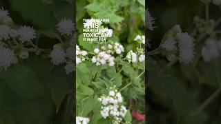 White Snakeroot vs Boneset amp How to Tell the Difference  herbalism plantid toxicplants [upl. by Amahs]