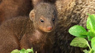 Mongooses Give Warthogs a Spa Day  Serengeti III  BBC Earth [upl. by Adnolor732]