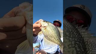 Cold crappie are the best crappie fishing 3poundfishingguideservive [upl. by Ssitnerp303]