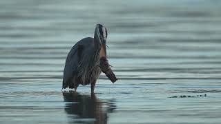 Presunrise Heron eating Fish [upl. by Kurtz]