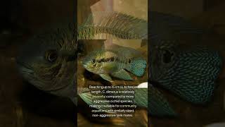 The Dimerus Cichlid Cichlasoma Dimerus [upl. by Ahsimat]