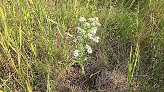 Symphotrichum ericoides Many Flowered Aster or White Heath Aster from seed flowering first year [upl. by Aciram]