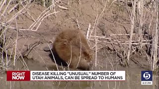 Wildlife experts looking into possible tularemia spread among beavers in state [upl. by Nosecyrb]