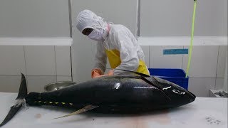 Gak kalah sama Jepang Tuna 40KG asli INDONESIA [upl. by Liag789]