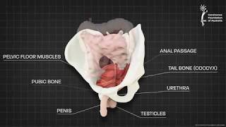 Male pelvic floor muscle  3D animation [upl. by Howenstein]