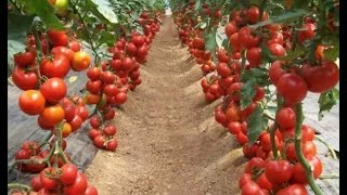 Never plant tomatoes without this For large fruits and more tomatoes follow this [upl. by Glendon]