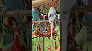 Parakeets amp Zebra Finches 🐥🦓 [upl. by Saberhagen]