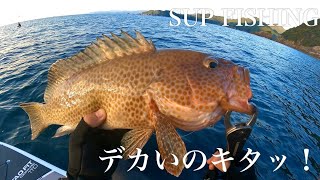 【SUPフィッシング】サップに乗って釣りしてきた。なんの料理にしても美味しい魚！【カヤックフィッシング】【高級魚】 [upl. by Ahseral961]