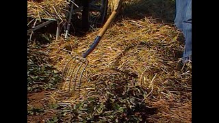 Mulching Strawberries and Cutting back Asparagus [upl. by Linell]