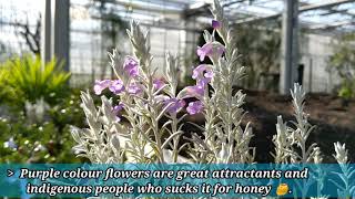 Eremophila nivea Emu bushSnow white OneDayOnePlant floratoskana [upl. by Nallac356]