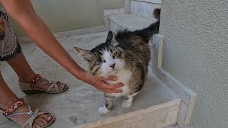 One eyed cat who misses me so much is waiting for me on the stairs [upl. by Ahsinwad488]