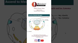 TEASER Dorsal column tracts [upl. by Neeneg73]