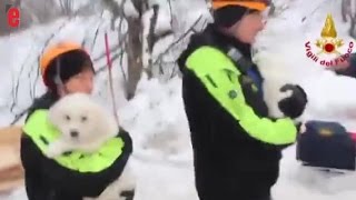 Avalanche en Italie trois chiots retrouvés sains et saufs sous les décombres [upl. by Rubens]