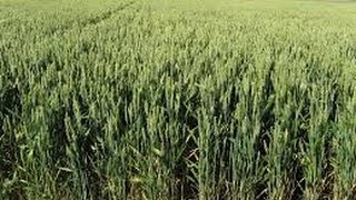 Singularidades Del Proceso De Ensilaje De La Avena Forrajera  TvAgro por Juan Gonzalo Angel [upl. by Annairba]