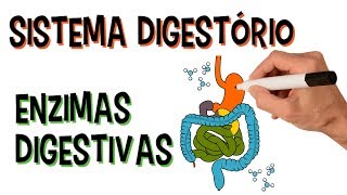 ✅ SISTEMA DIGESTÓRIO E ENZIMAS DIGESTIVAS [upl. by Gage]