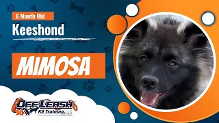 Keeshond 6 Months Mimosa  Best Keeshond Training New York  Off Leash K9 [upl. by Akihc175]