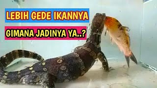 Menunya ikan KOI R4ksasa Habis gak yah [upl. by Novad]