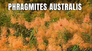 The Common Reed Phragmites australis [upl. by Cartwell]