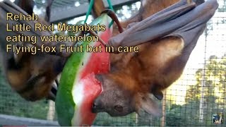 Australian rescued Bats  Rehab  Bat Megabat Little Red eats watermelon Flyingfox Fruit bat❤️🦇 [upl. by Kreitman]